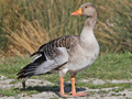 Greylag Goose